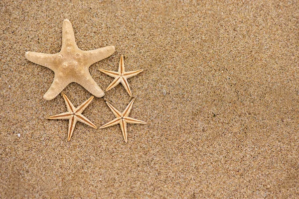 Estrella de mar — Foto de Stock