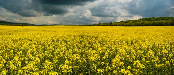 Campo antes da tempestade — Fotografia de Stock