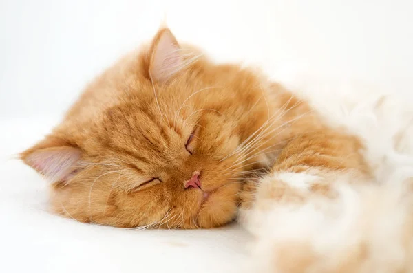 Gato soñoliento —  Fotos de Stock