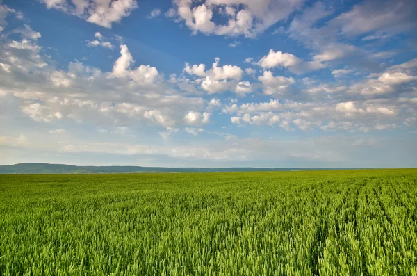 Green wheat field — Stock Photo, Image