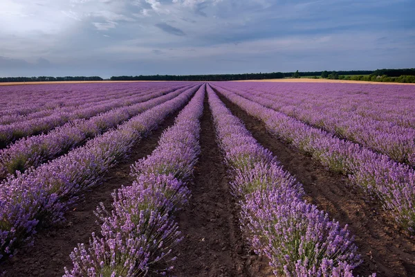 라벤더 밭 — 스톡 사진
