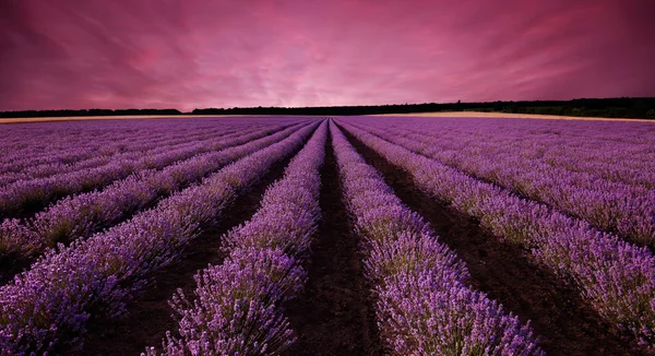 라벤더 밭 — 스톡 사진