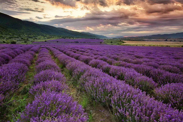 Alvorada de lavanda — Fotografia de Stock