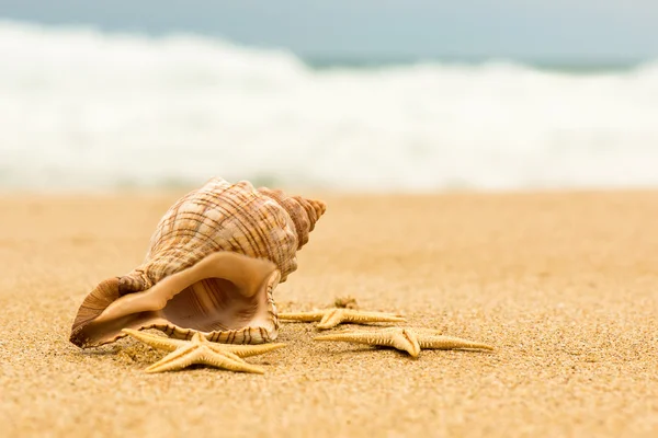 Sea shell — Stock fotografie