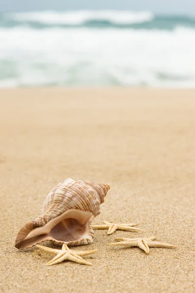 Sea shell — Stock fotografie