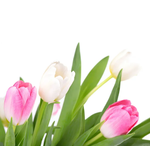 Tulp bloemen — Stockfoto