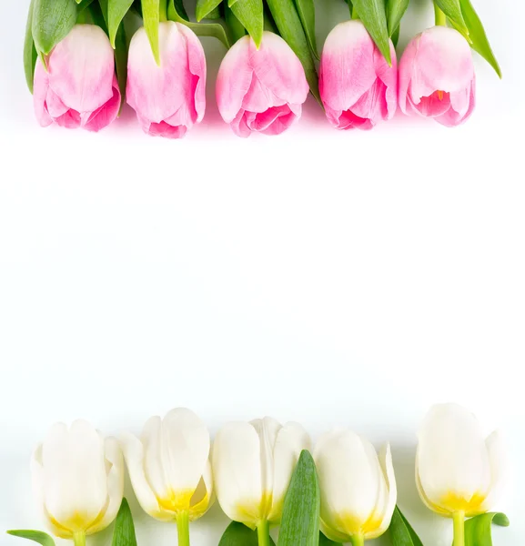 Tulp bloemen — Stockfoto