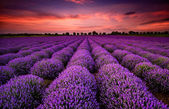 Lavendelsonnenuntergang