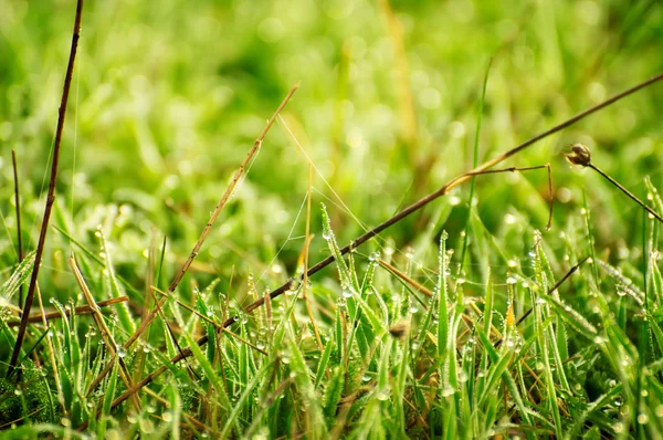 Grass background Stock Photo by ©JessIvanova 62333573