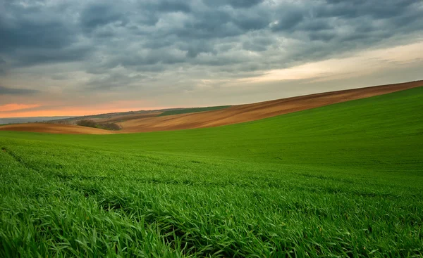 Campo verde — Foto de Stock