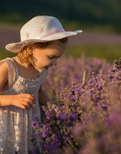 Lavendel meisje — Stockfoto