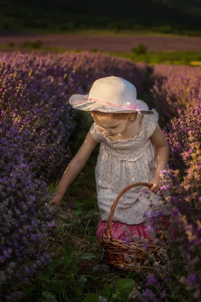 Lavendel meisje — Stockfoto