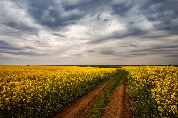 Caminho através do campo — Fotografia de Stock