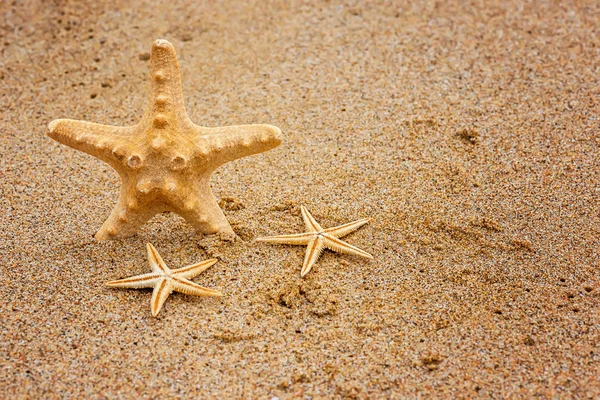 Estrella de mar —  Fotos de Stock