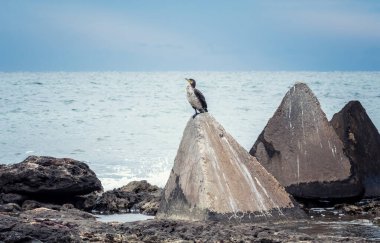 Bulgaristan 'ın Shabla kenti yakınlarındaki Karadeniz kıyısındaki üç köşeli kayalara tünemiş siyah karabataklar kolonisi.