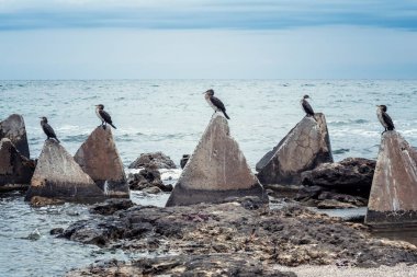Bulgaristan 'ın Shabla kenti yakınlarındaki Karadeniz kıyısındaki üç köşeli kayalara tünemiş siyah karabataklar kolonisi.