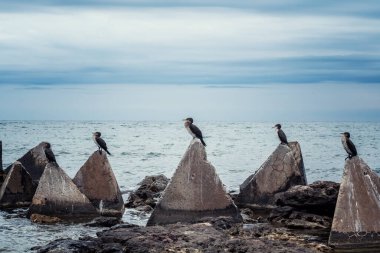 Bulgaristan 'ın Shabla kenti yakınlarındaki Karadeniz kıyısındaki üç köşeli kayalara tünemiş siyah karabataklar kolonisi.
