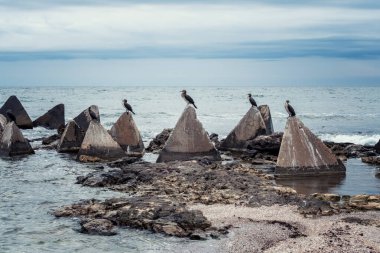 Bulgaristan 'ın Shabla kenti yakınlarındaki Karadeniz kıyısındaki üç köşeli kayalara tünemiş siyah karabataklar kolonisi.