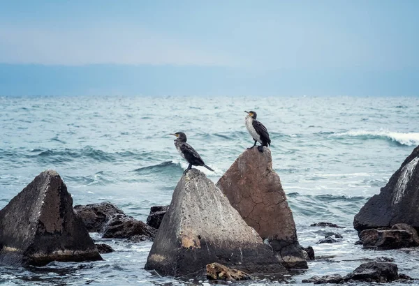 Bulgaristan 'ın Shabla kenti yakınlarındaki Karadeniz kıyısındaki üç köşeli kayalara tünemiş siyah karabataklar kolonisi.