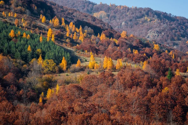 Die Herbstkerzen — Stockfoto