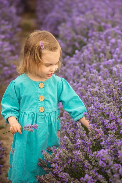 Het meisje van lavendel — Stockfoto