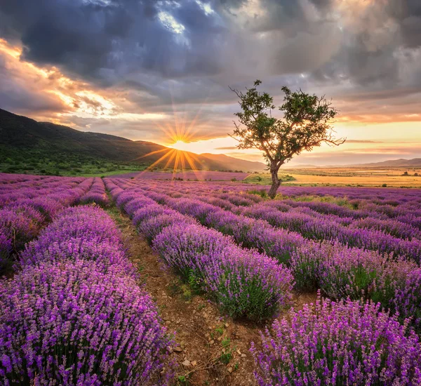 Lavendel fält på sunrise — Stockfoto