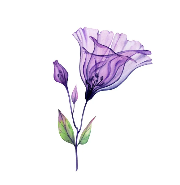 Buquê de rosa aquarela. Obra de arte pintada à mão com flores violetas transparentes isoladas em branco. Ilustração botânica para cartões, design de casamento — Fotografia de Stock