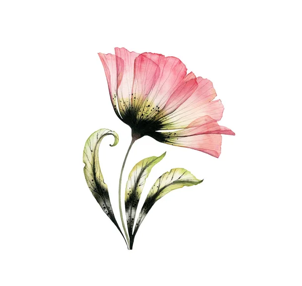 Rosa acquerello. Colore rosa e nero. Fiore grande trasparente isolato su bianco. Pittura a mano con petali dettagliati. Illustrazione botanica per carte, disegno di nozze. — Foto Stock