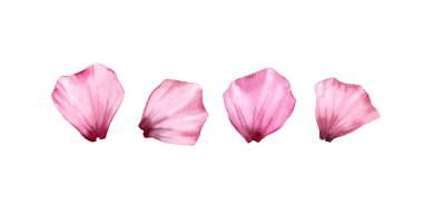 Suluboya gül yaprakları. Dört şeffaf pembe taç yaprağı. Gerçekçi el çizimi, düğün kırtasiyesi tasarımı için beyaza izole edilmiş resimler, sevgililer günü tebrik kartları. Yüksek kaliteli illüstrasyon