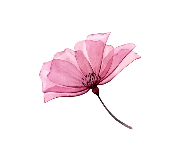 Rosa aquarela. Desenho floral artístico. Flor grande transparente isolado no branco. Obra de arte pintada à mão com pétalas rosa. Ilustração botânica para cartões, design de casamento — Fotografia de Stock