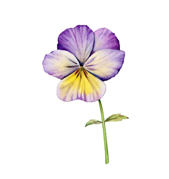 Aquarell Stiefmütterchen Blume vorhanden. Violette Gartenviola mit blühenden Blättern. Handgemaltes florales Gestaltungselement. Botanische Abbildungen isoliert auf Weiß — Stockfoto