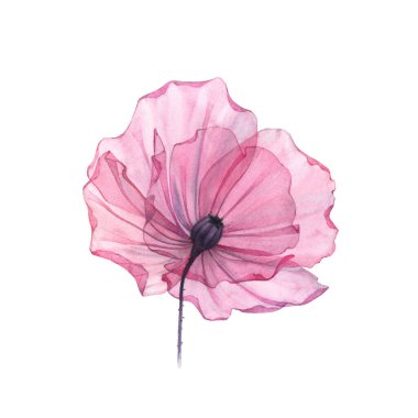 Suluboya Poppy. Beyaz üzerine izole edilmiş şeffaf büyük çiçek. Detaylı taç yapraklarıyla elle boyanmış sanat eserleri. Kartlar için botanik illüstrasyon, düğün tasarımı