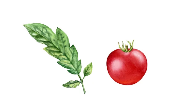 Akwarelowy pomidor. Dojrzały czerwony owoc z gałązką liści. Realistyczny obraz botaniczny ze świeżymi warzywami. Odizolowana ilustracja na białym. Ręcznie rysowany element projektu żywności. Wysokiej jakości obraz — Zdjęcie stockowe