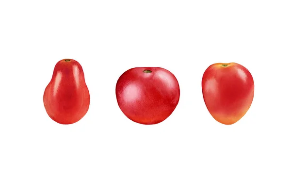Akwarelowe pomidory. Czerwone owoce gotowe. Realistyczny obraz botaniczny ze świeżymi warzywami. Odizolowana ilustracja na białym. Ręcznie rysowany element projektu żywności. Wysokiej jakości obraz — Zdjęcie stockowe