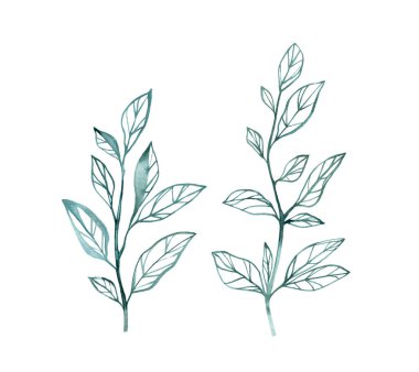 Suluboya dalları. Mürekkeple boyanmış çiçek seti. Buket elementi beyaza izole edildi. Elle boyanmış klasik sanat eserleri. Kartlar için soyut illüstrasyon, düğün tasarımı