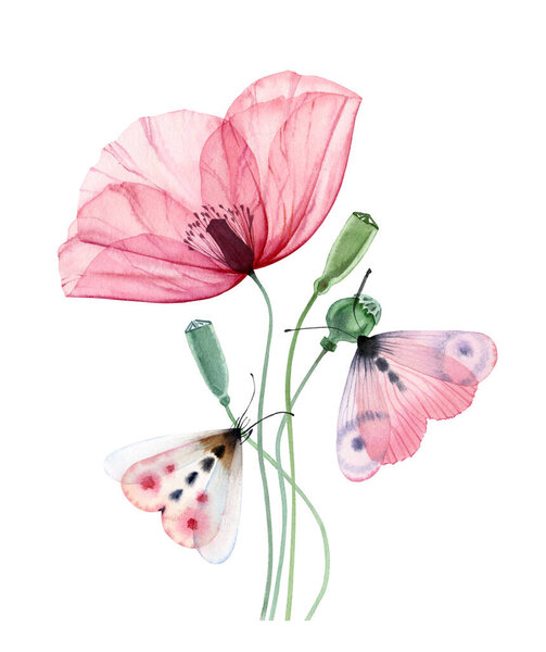 Watercolor poppy plant. Big transparent pink flower with two butterflies. Hand painted print ready abstract artwork. Botanical illustration with colorful moth