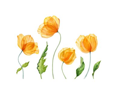 Suluboya çiçekleri. Yeşil yapraklı bahar sarı çiçekleri. Çiçekli el yazısı. Paskalya kartları için gerçekçi botanik çizimler