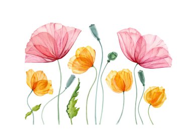 Suluboya haşhaş kompozisyonu. Yeşil yapraklı yaz çiçekleri. Büyük kırmızı ve küçük sarı çiçekli çiçek resimleri. Paskalya tasarımı için gerçekçi botanik illüstrasyon