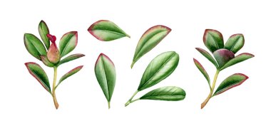 Suluboya sulu yapraklar. Yeşil ve kırmızı yapraklı dallar. Beyaz üzerine izole edilmiş renkli tropikal kaktüs koleksiyonu. Gerçekçi botanik çizim