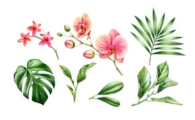 Suluboya Orkide seti. Büyük pembe çiçekler, palmiye, canavar yaprakları. Elle boyanmış tropik çiçek koleksiyonu. Beyaza izole edilmiş egzotik bitkilerle botanik çizimleri