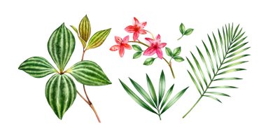 Suluboya tropik bitkiler seti. Küçük pembe orkide çiçekleri, palmiye yaprakları. Çizgili büyük yeşil yapraklar. Elle boyanmış egzotik çiçek koleksiyonu. Beyazda izole edilmiş botanik çizimler