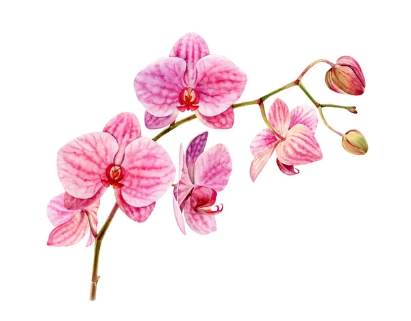 Ορχιδέα νερομπογιάς. Μεγάλο ροζ λουλούδι και μπουμπούκια στο κλαδί. Πολύχρωμο τροπικό φυτό σε άνθιση απομονωμένο στο λευκό. Ρεαλιστική βοτανική απεικόνιση — Φωτογραφία Αρχείου