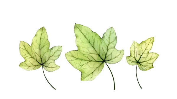 Листья акварельного плюща. Прозрачная древесная листва изолирована на белом. Реалистичная детальная ботаническая иллюстрация — стоковое фото