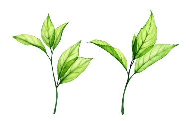 Suluboya yeşil yapraklar. Beyaza izole edilmiş şeffaf taze dallar. Gerçekçi botanik çizimler koleksiyonu. Parlayan el boyası yapraklar