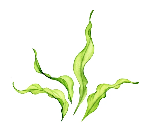 Набір акварельних зелених водоростей. Прозора прісна морська рослина ізольована на білому. Реалістична колекція ботанічних ілюстрацій. Рука пофарбована під водою трава — стокове фото