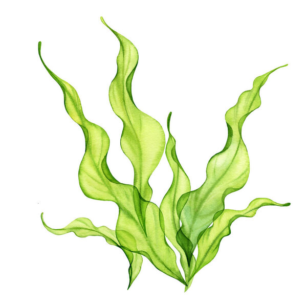 Watercolor green seaweed. Transparent fresh sea plant isolated on white. Realistic botanical illustrations collection. Hand painted underwater grass