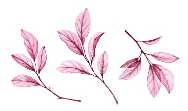 Pembe yapraklı suluboya dallar. Beyazda izole edilmiş şeffaf soyut bitki. Mor ağaç yapraklarıyla elle boyanmış sanat eserleri. Gerçekçi botanik çizim