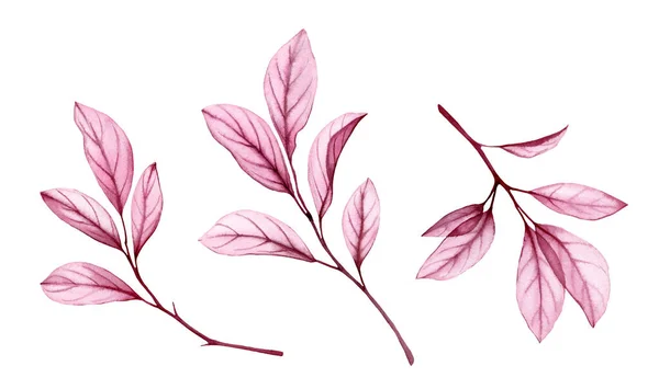 Akvarelové větve s růžovými listy. Průhledná abstraktní rostlina izolovaná na bílo. Ručně malované obrazy s fialovými listy stromů. Realistická botanická ilustrace — Stock fotografie