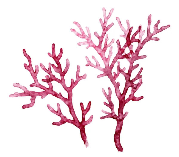 Akvarel červený korál. Průhledná mořská rostlina izolovaná na bílém. Realistické vědecké ilustrace. Ručně malovaný podvodní design — Stock fotografie