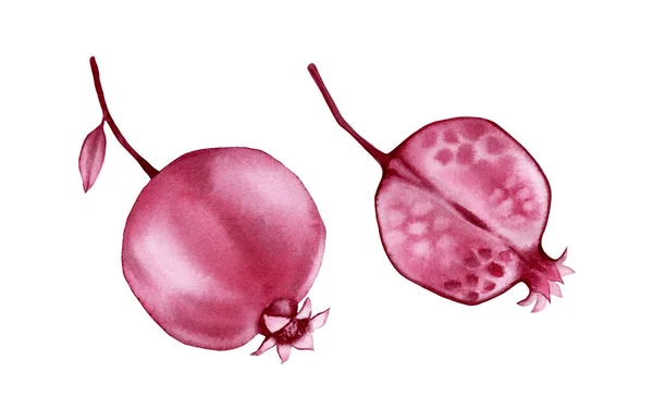 ザクロの果実は水彩。白に隔離された透明な抽象植物。赤い果物で手描きのアートワーク。現実的な植物図 — ストック写真
